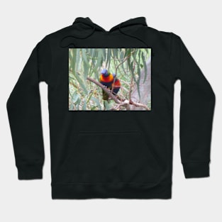 Rainbow Lorikeets Hoodie